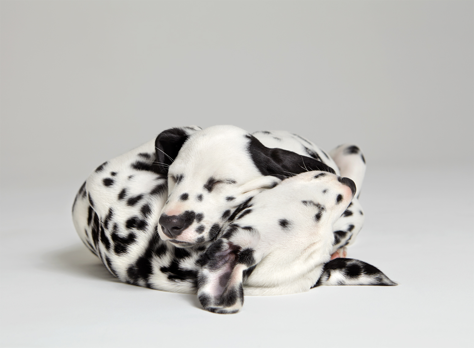 Dalmatian puppies cuddling