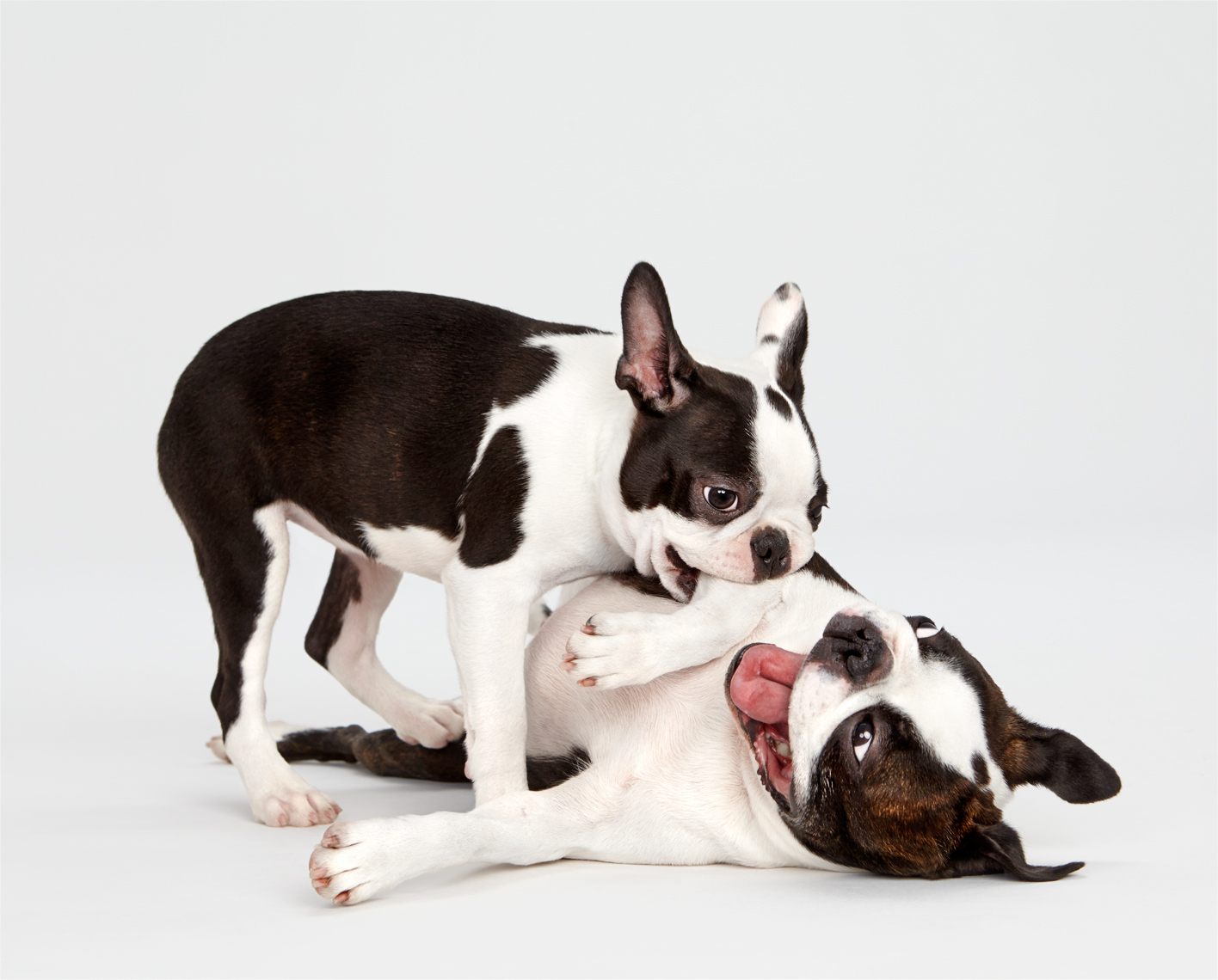 Boston Terrier puppy wrestling