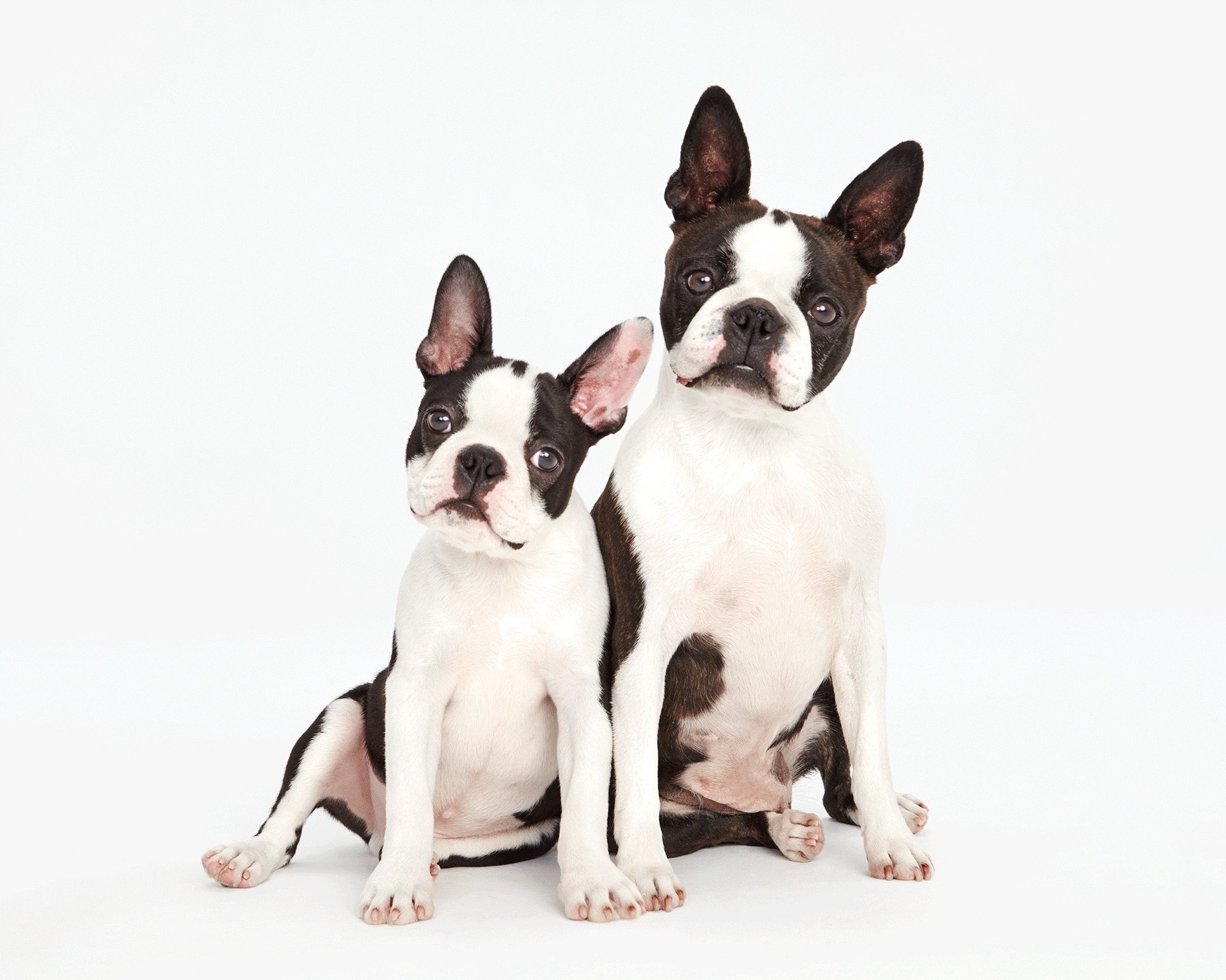 boston terrier dogs tilting heads