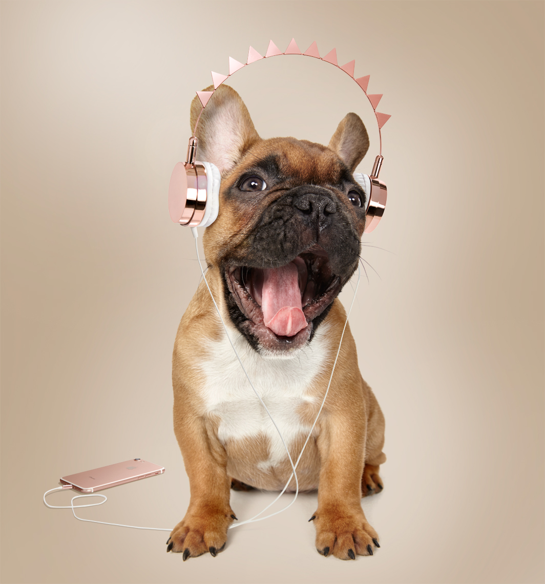 French bulldog with headphones