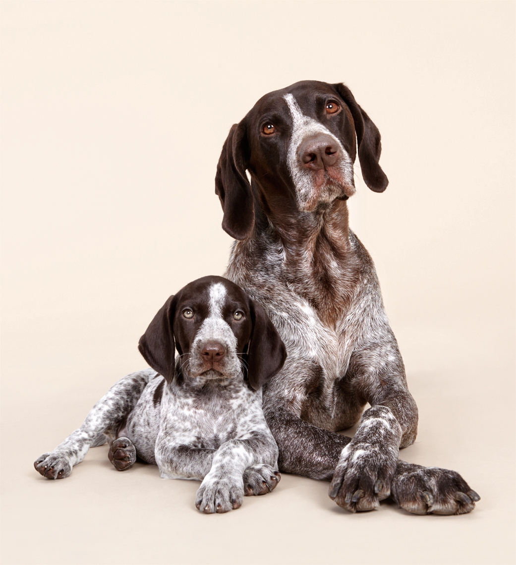 German Shorthaired Pointer dog and puppy