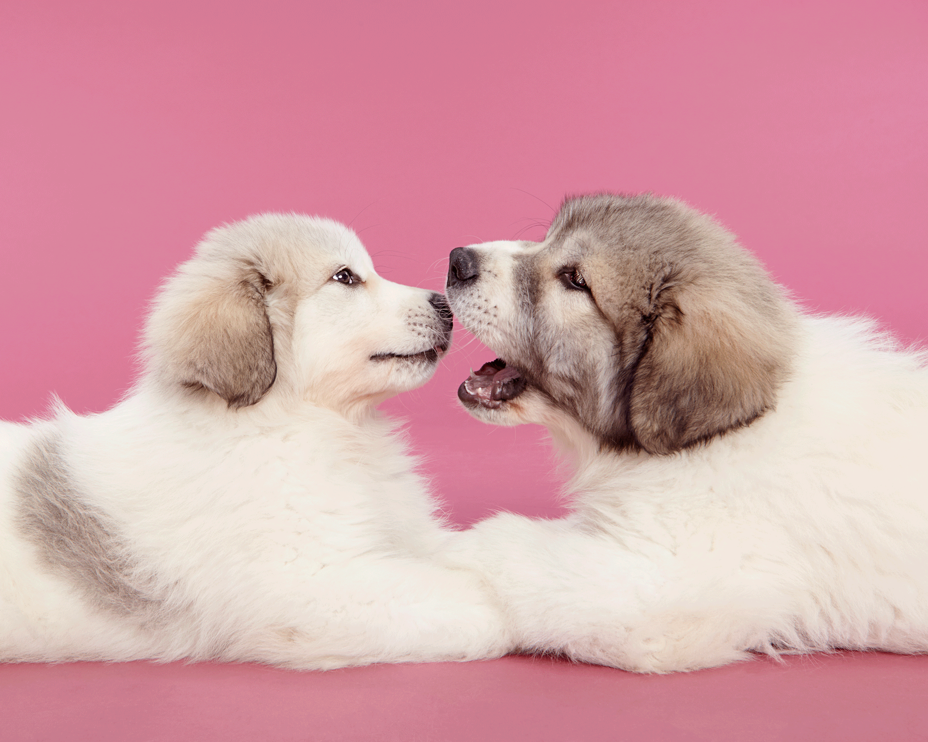 Great Pyrenees puppies kissing