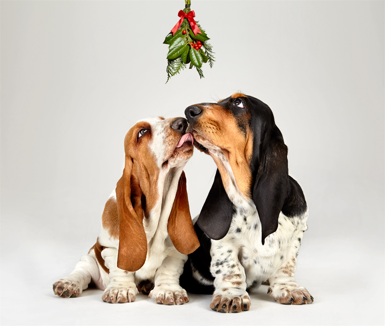  Basset Hound puppies with mistletoe