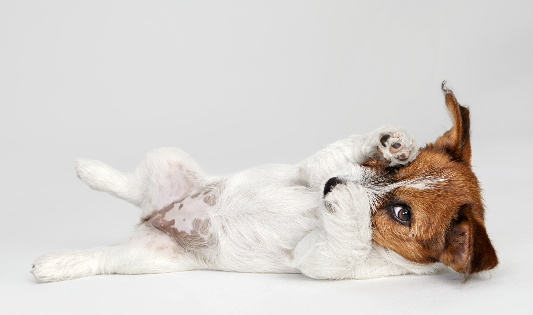 Jack Russell terrier puppy laying and covering face