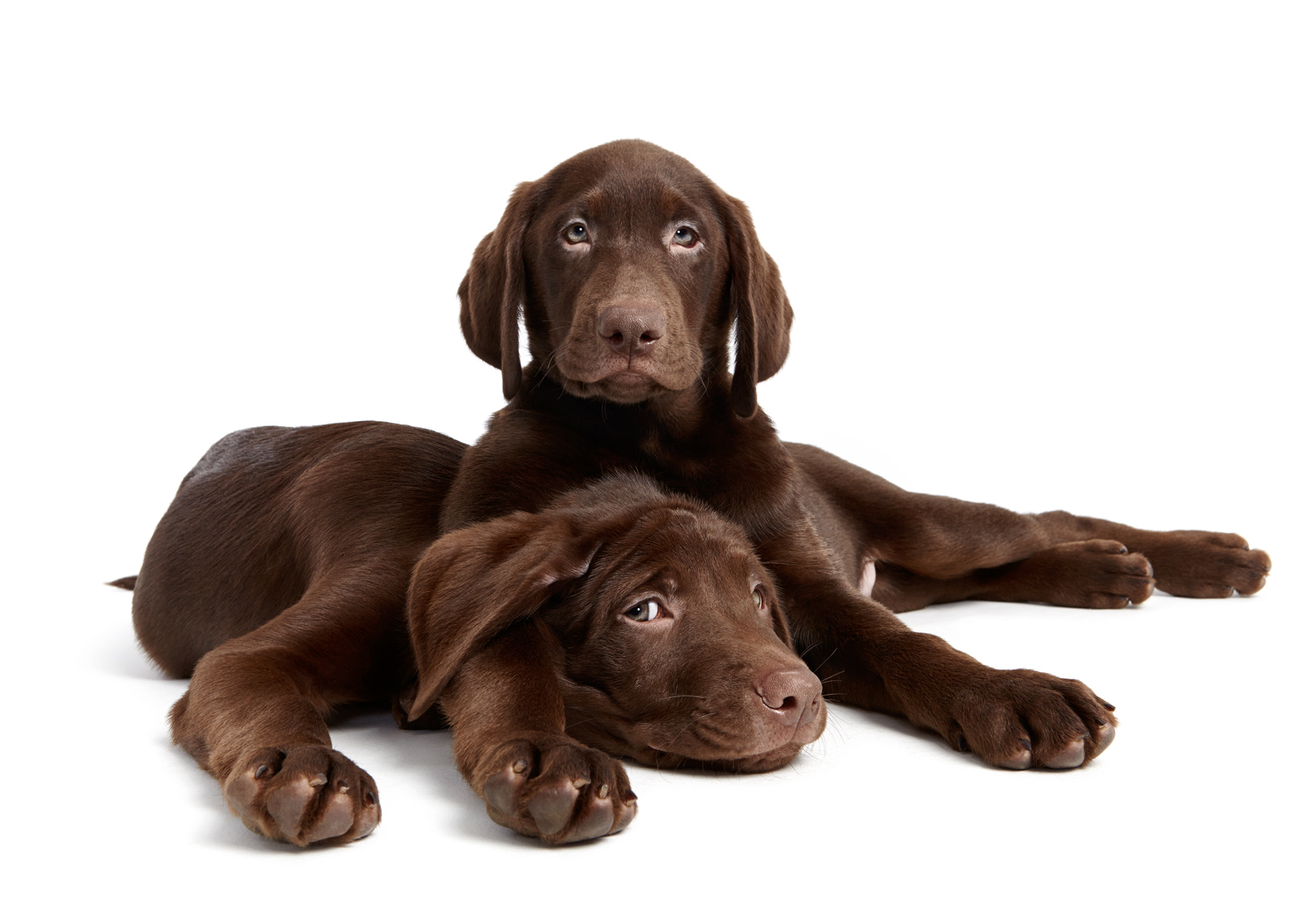 Chocolate labrador puppies cuddling