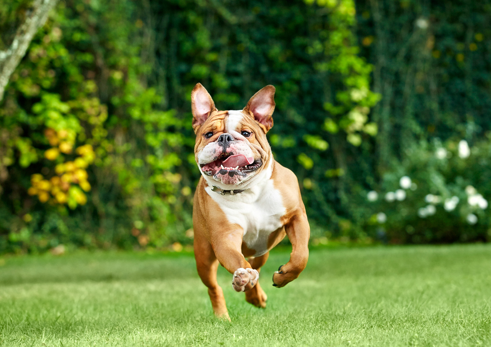 Bulldog running to camera