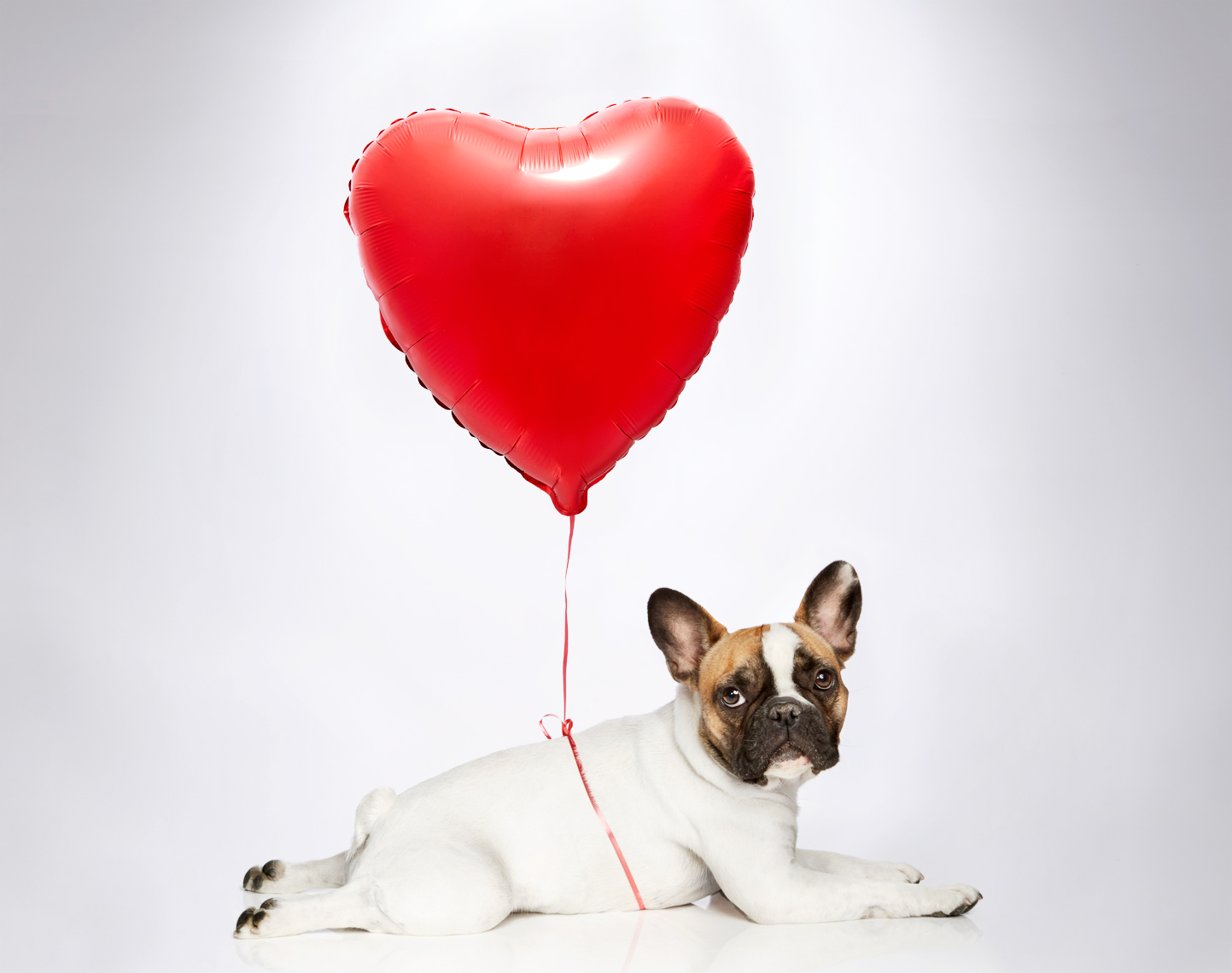 French bulldog with a red heart balloon