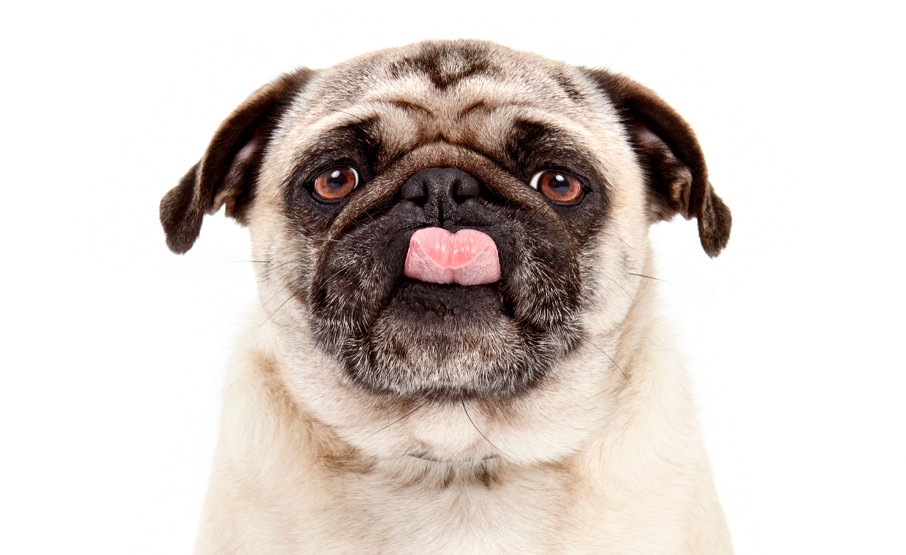 Pug sticking tongue out portair