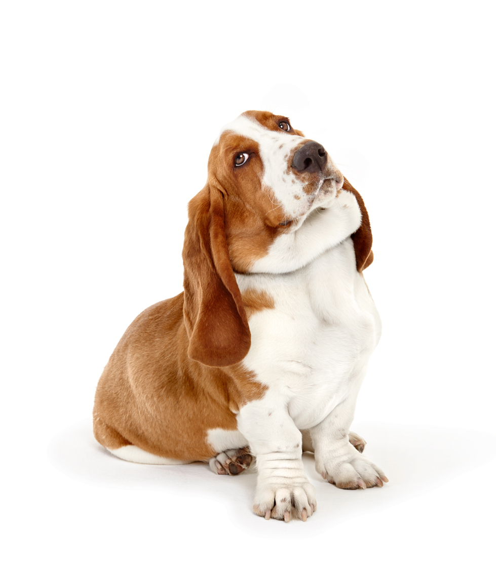 Basset Hound sitting with cocked head