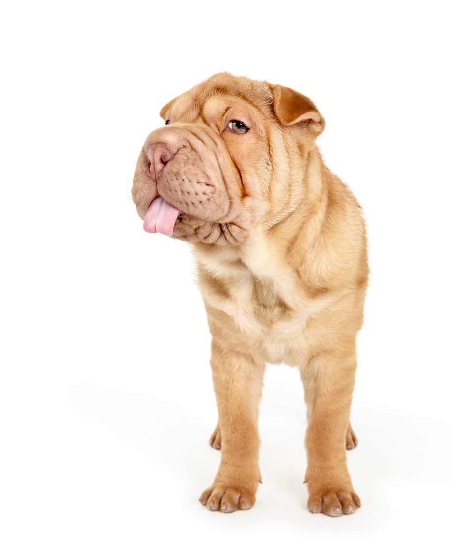 Sharpei puppy sticking tongue out
