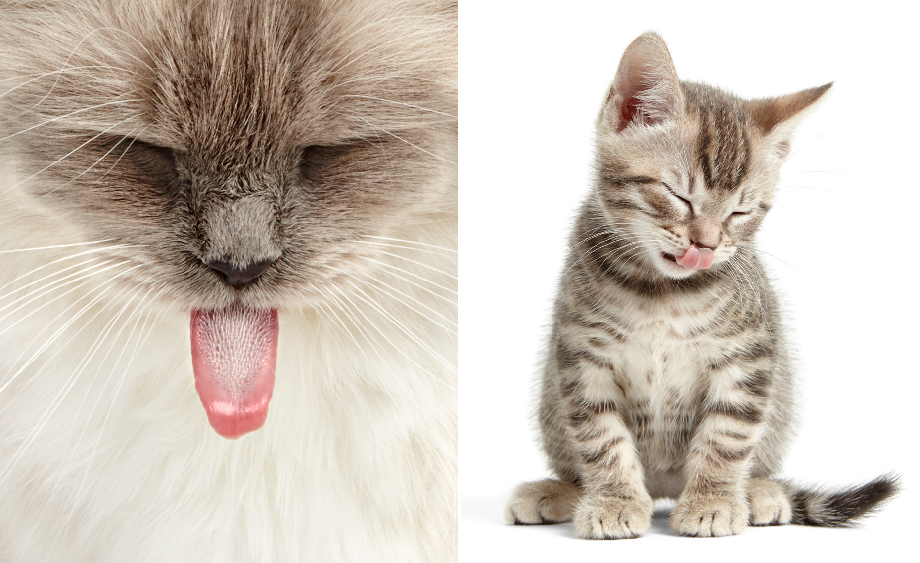 Kitten tongue licking
