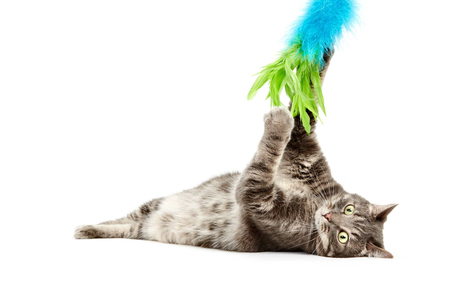 Cat playing with duster toy