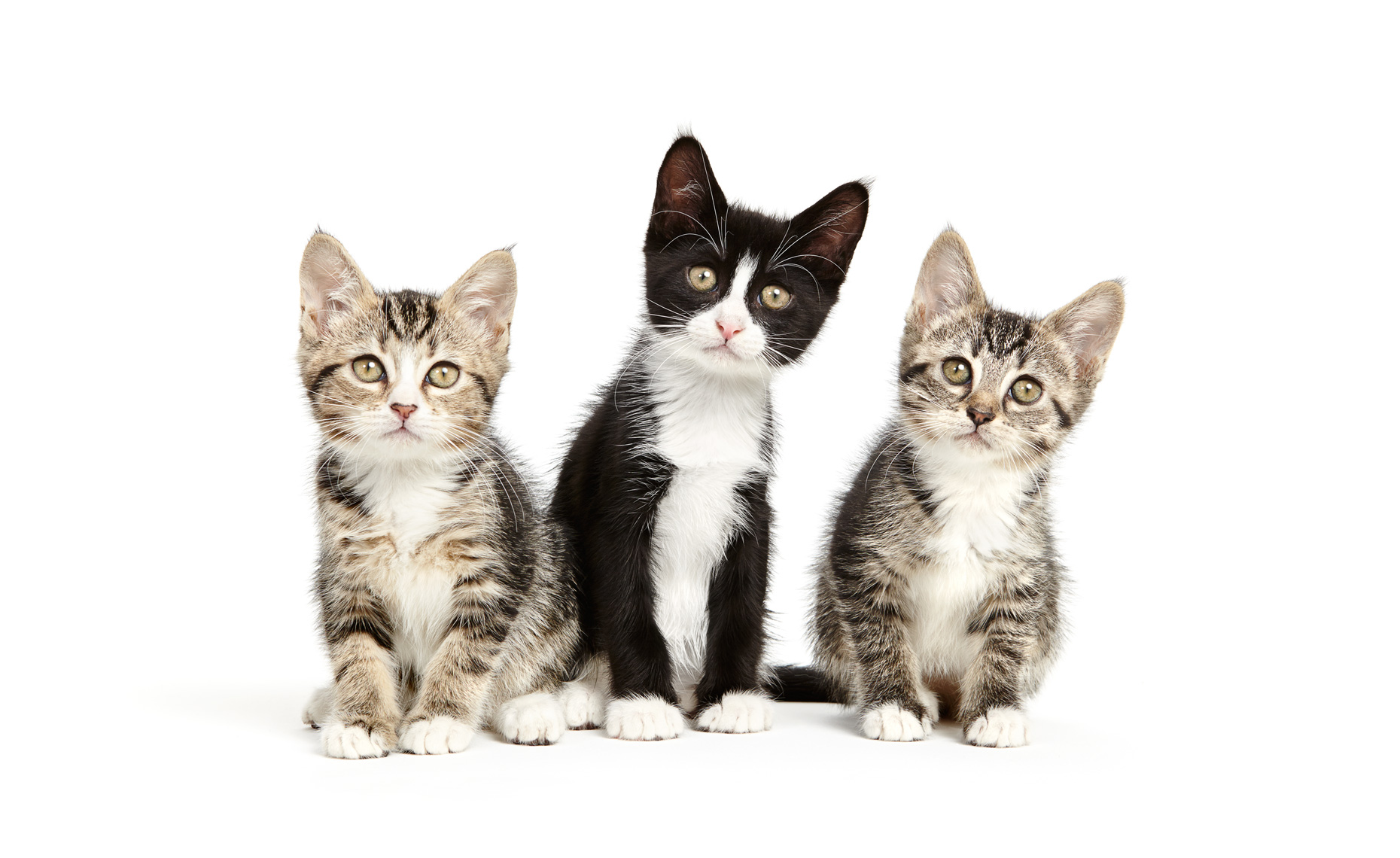 three kittens 