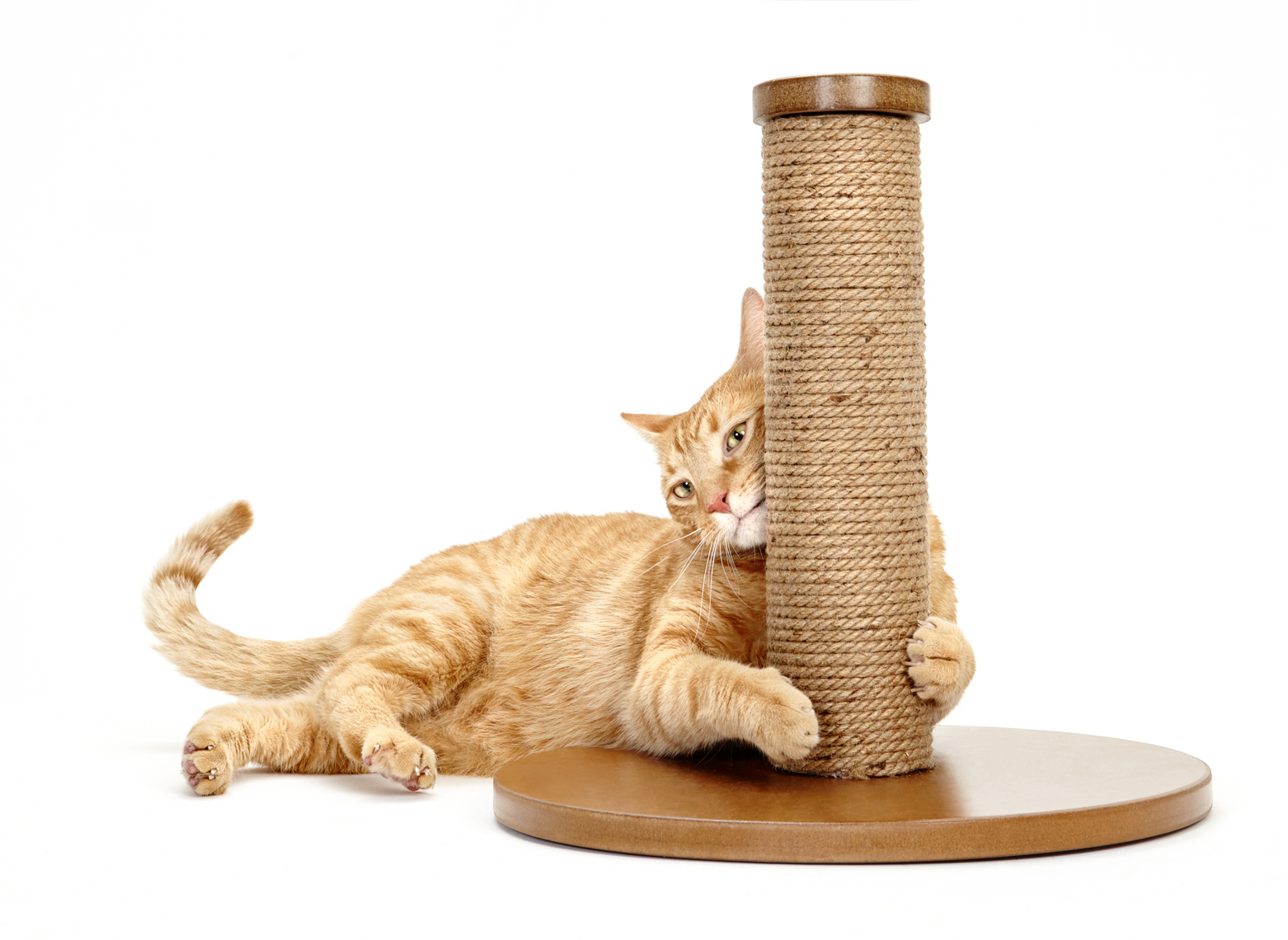 orange cat with scratching post
