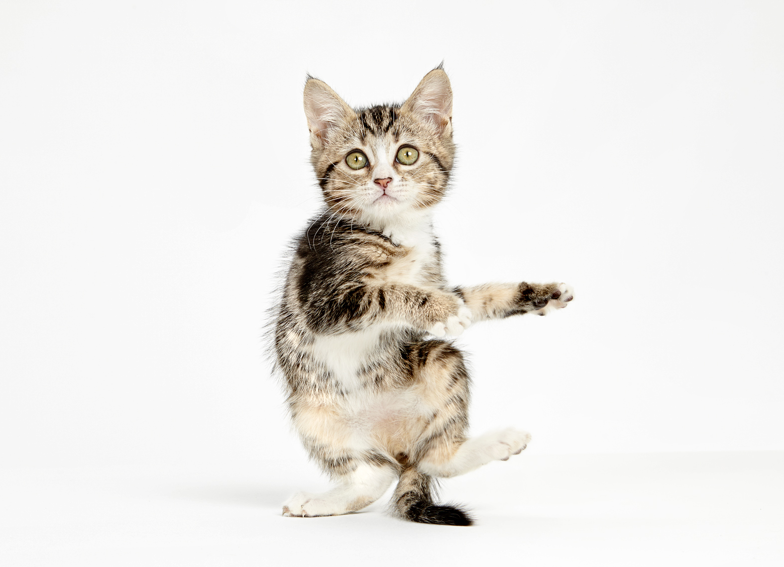 Dancing kitten
