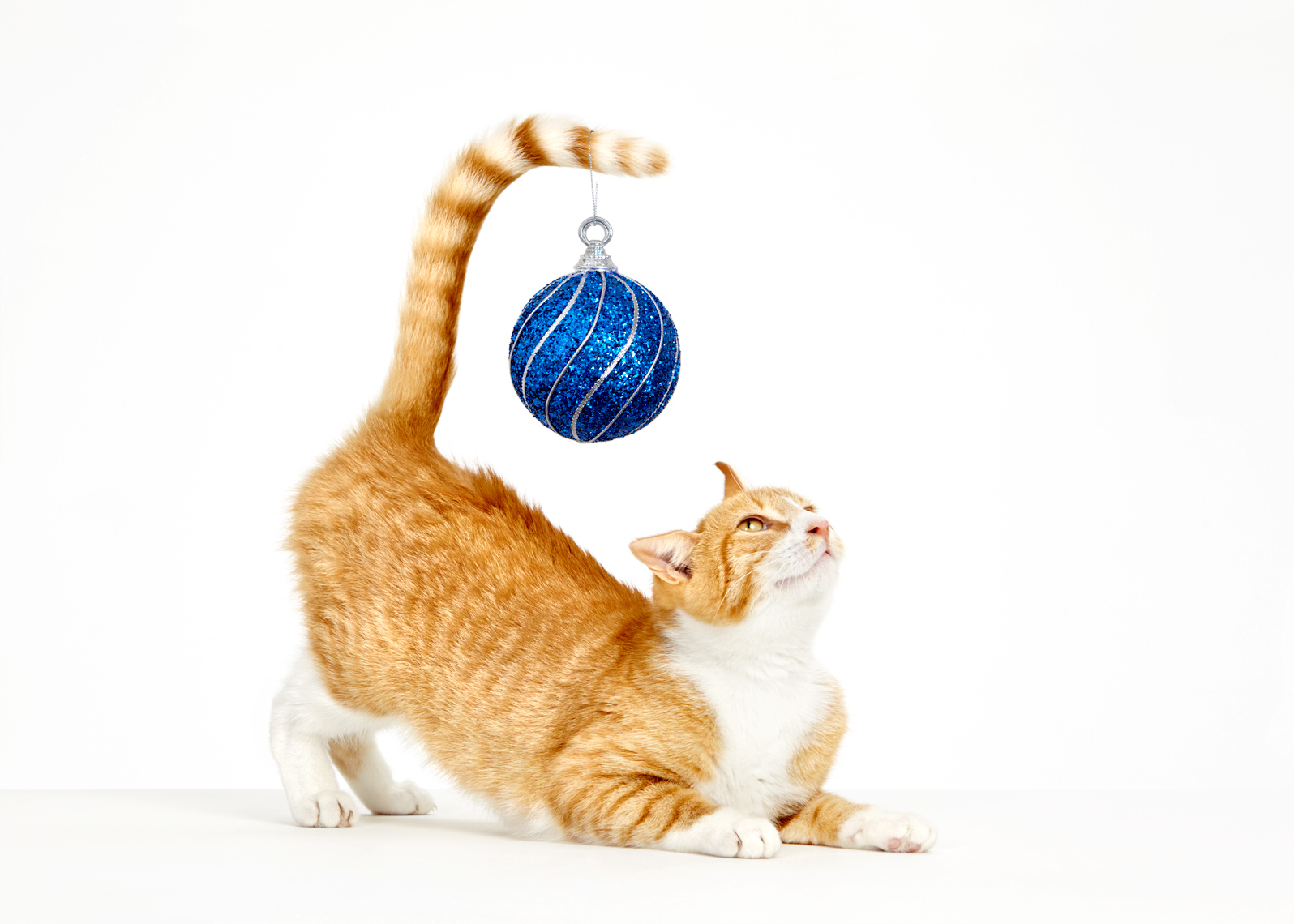 Cat with christmas ornament