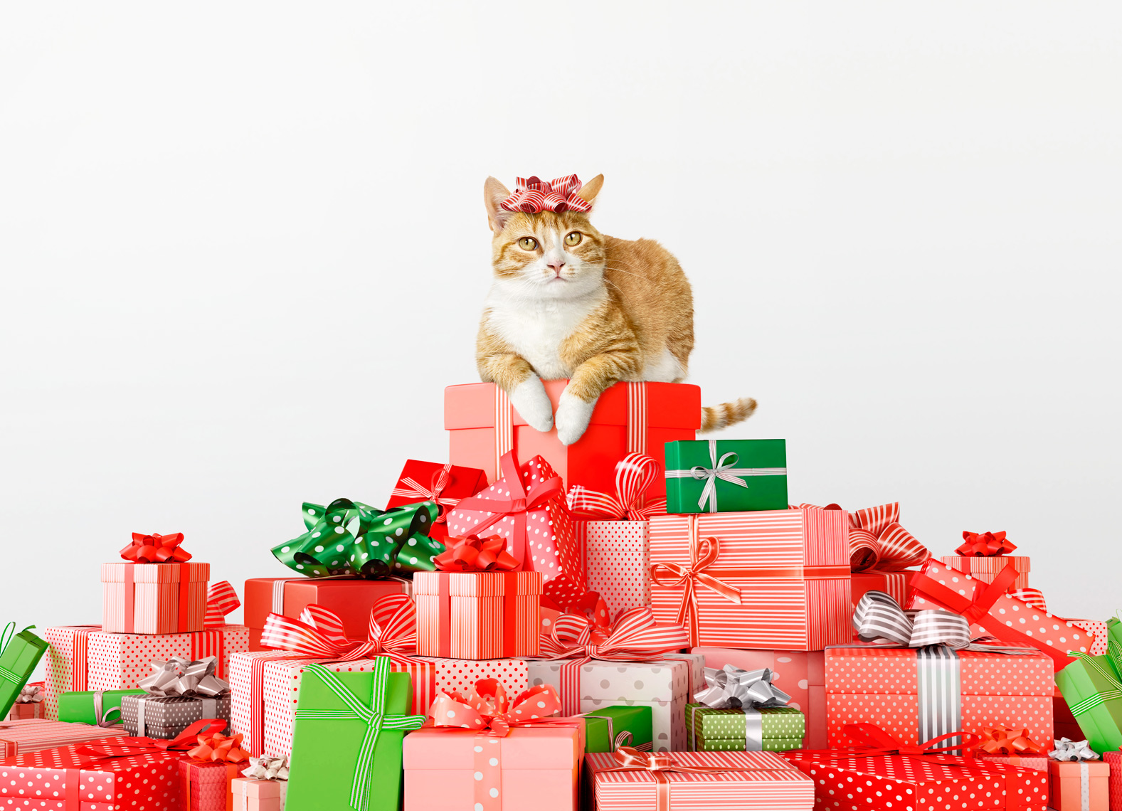 Cat on stack of presents