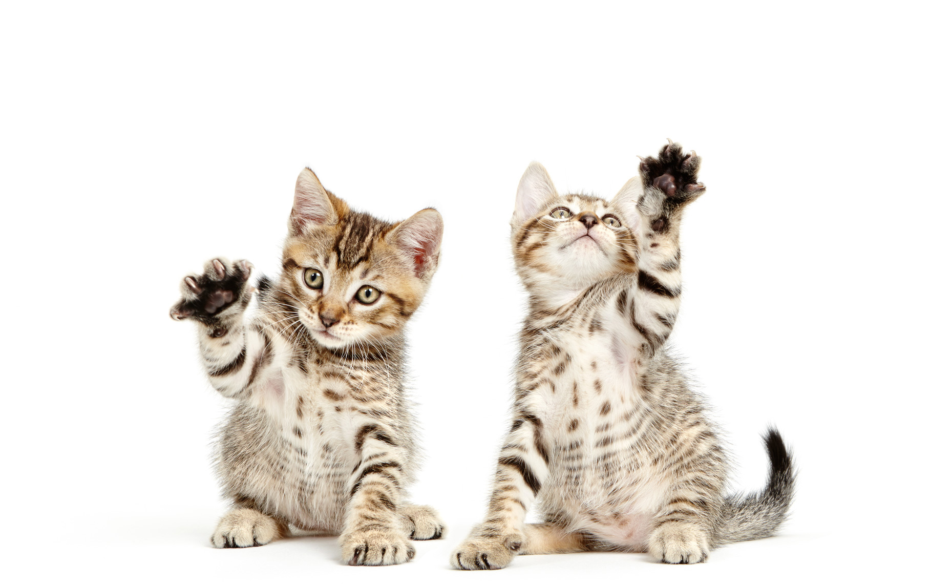 Playful kittens