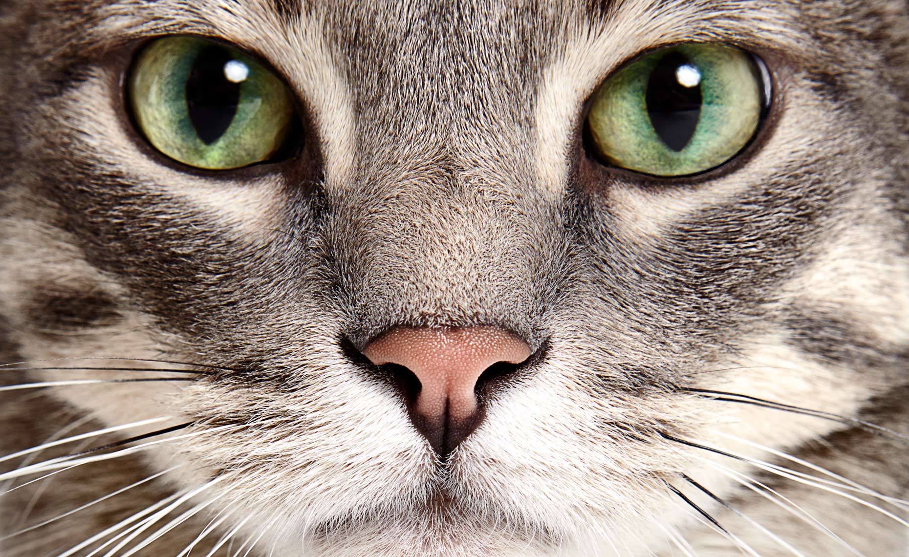 Cat Close up face detail