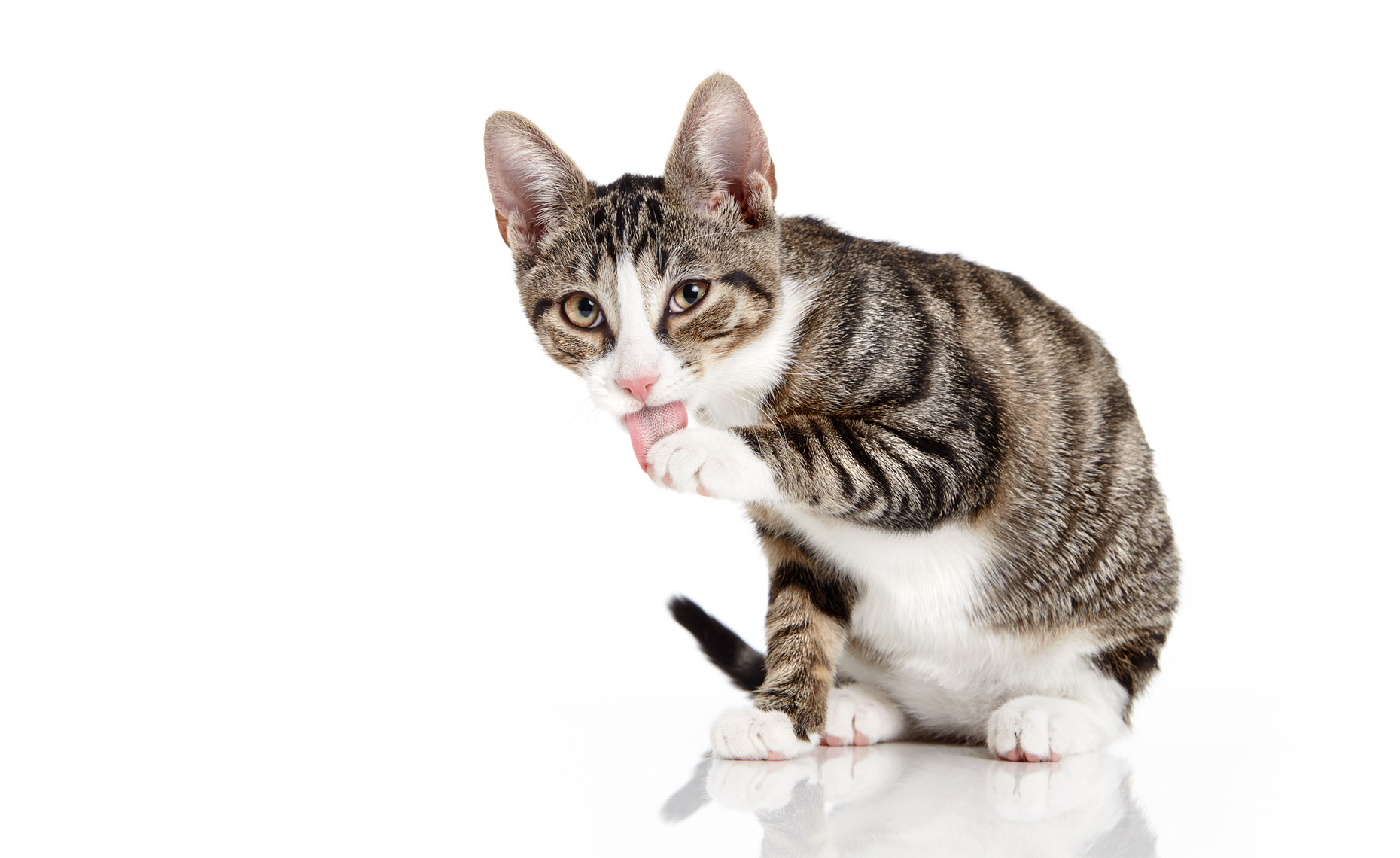 Cat cleaning paw