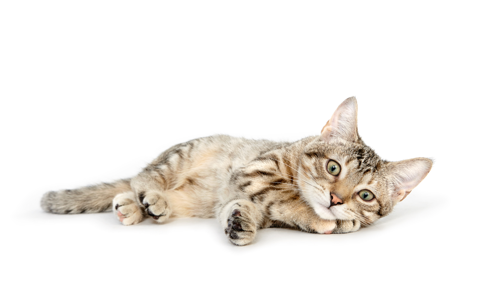 Kitten laying on paw