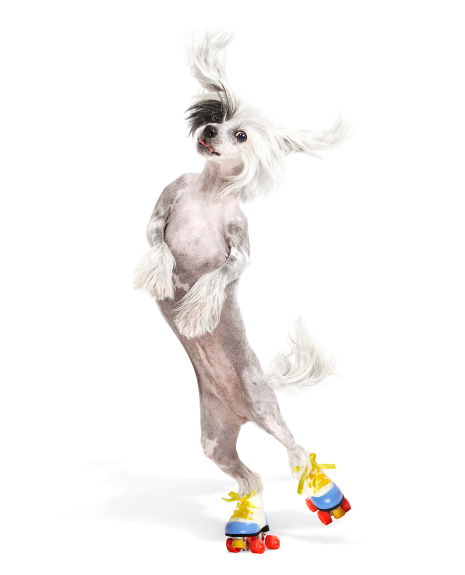 Chinese Crested dog rollerskating 