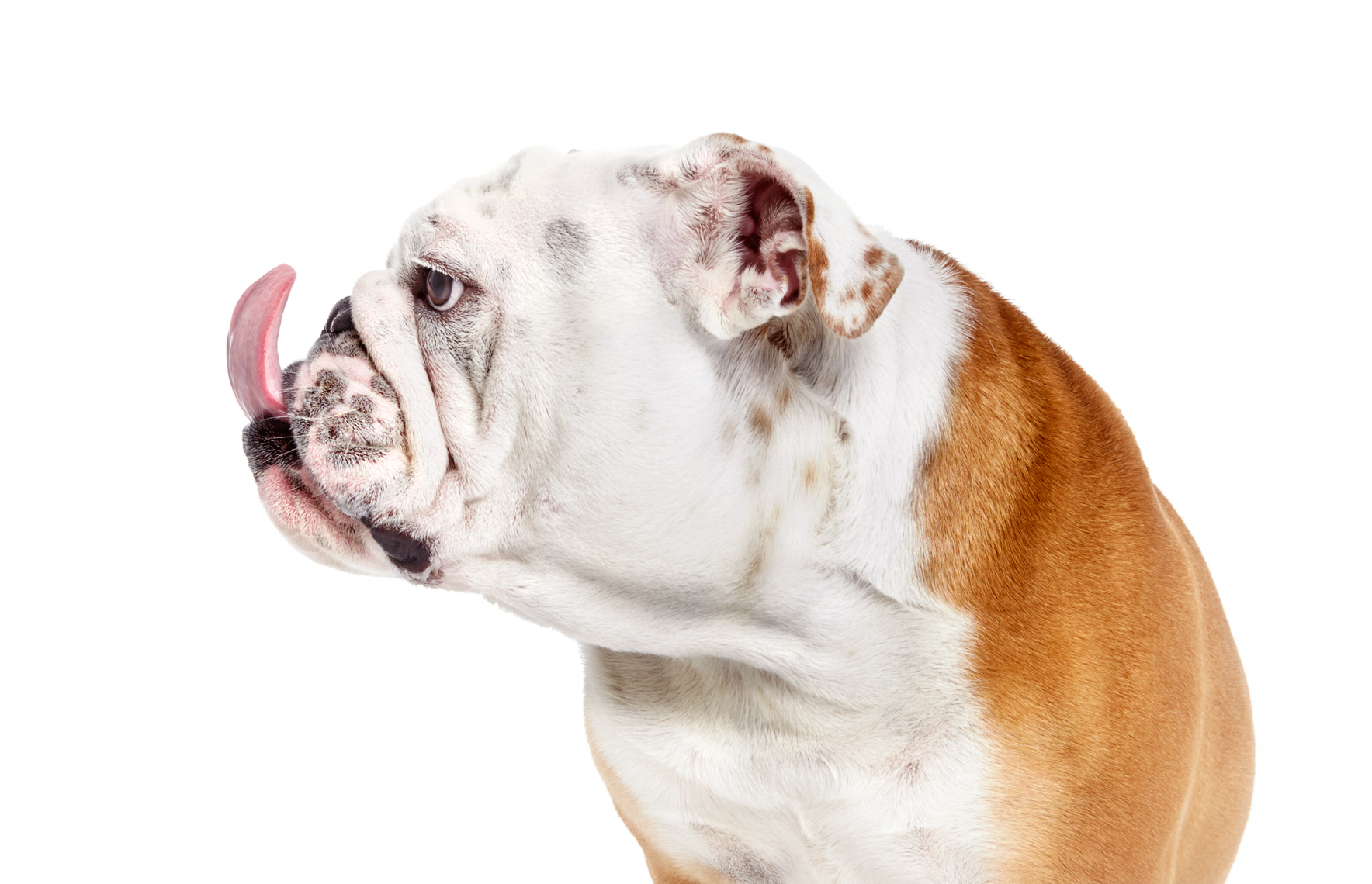 Bulldog profile with tongue out