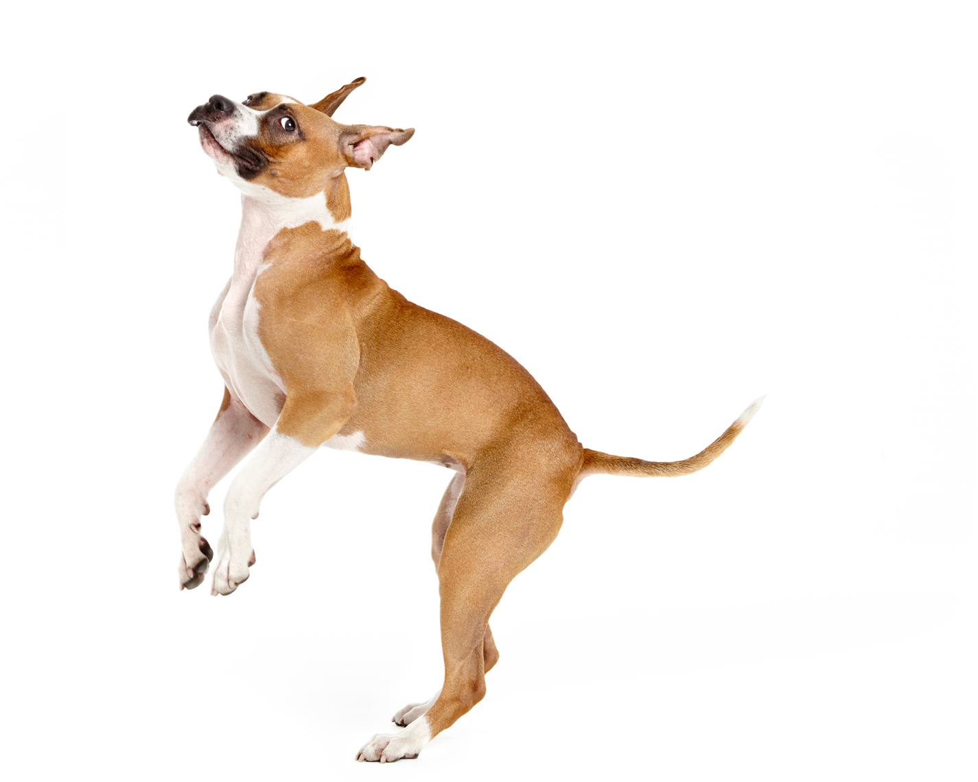 Boxer dog mid jump