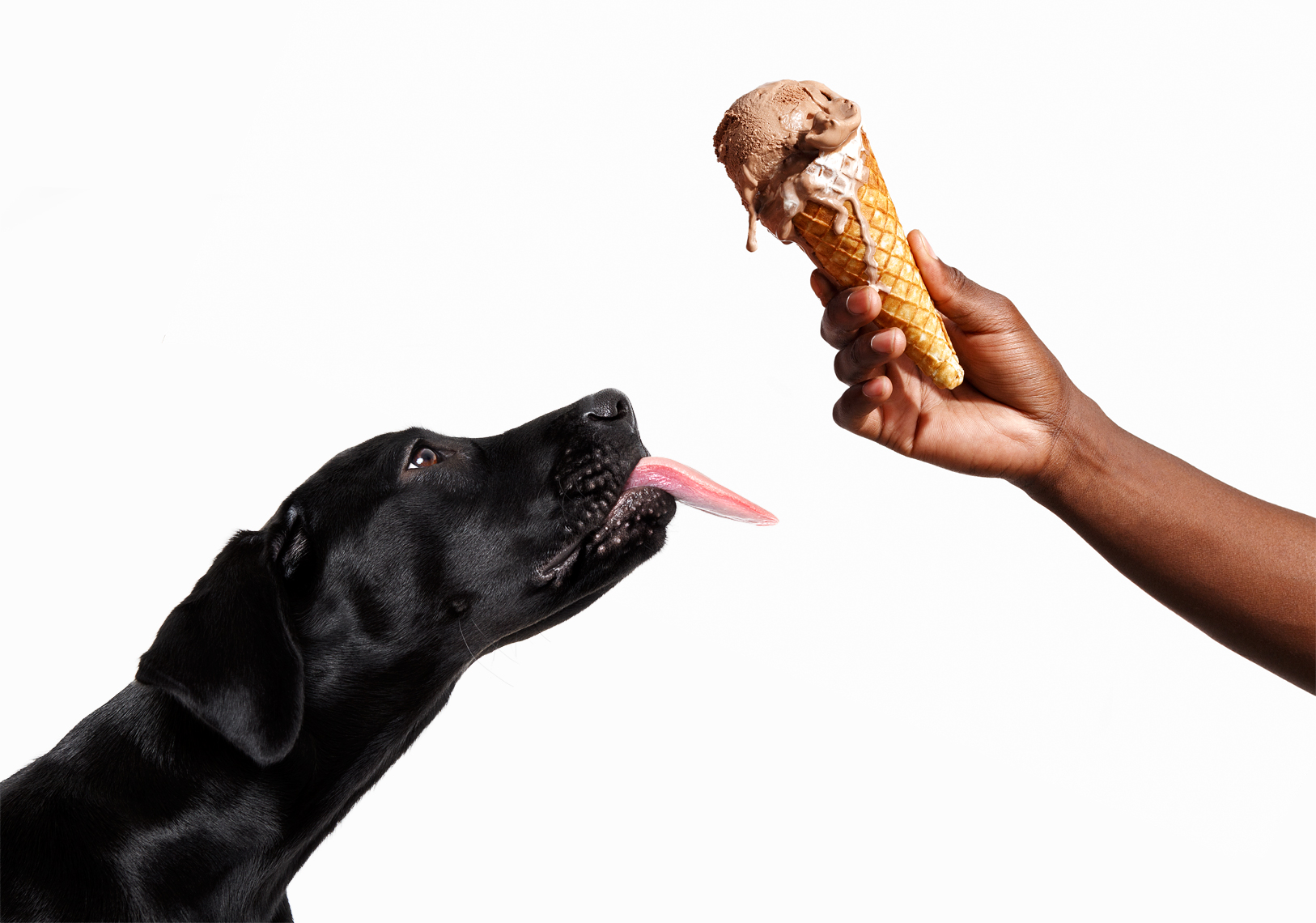 Dog waiting for ice cream with a man holding the cone