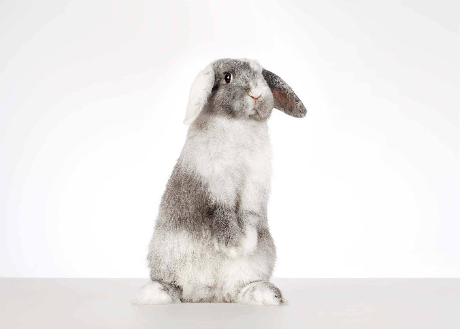 Rabbit standing on hind legs