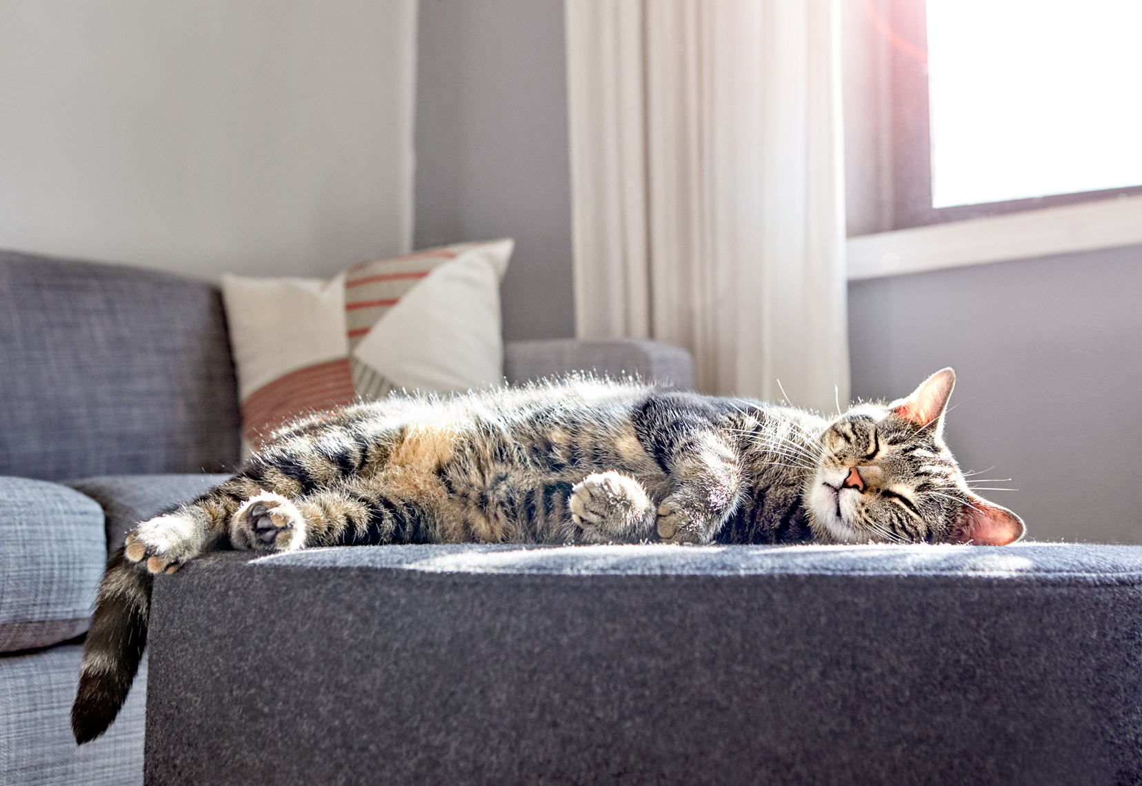 cat on ottoman