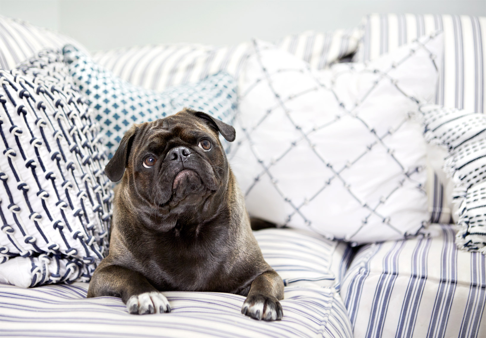 Pug on couch