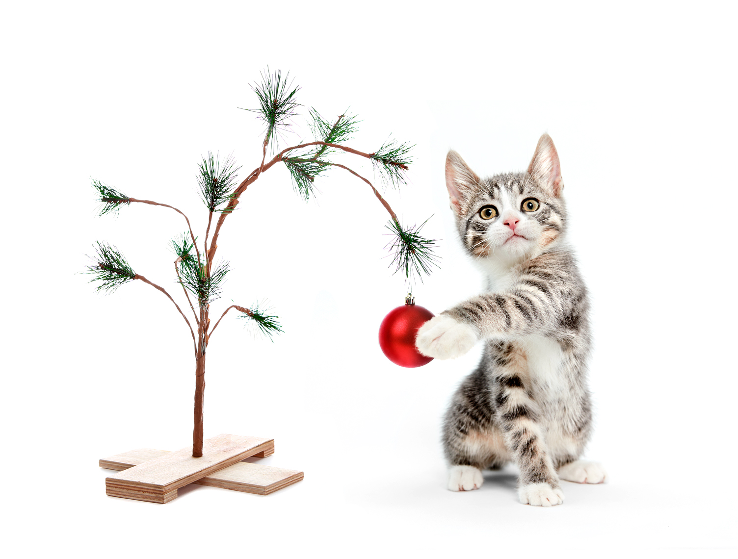 kitten pawing christmas ornament on tree