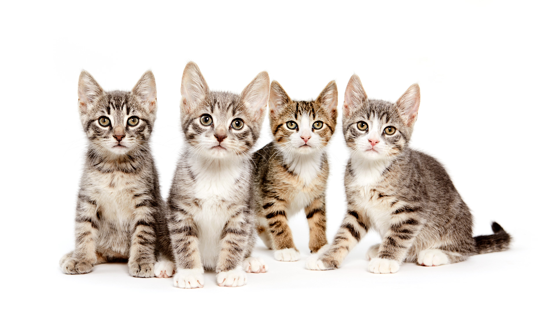 Line of four kittens