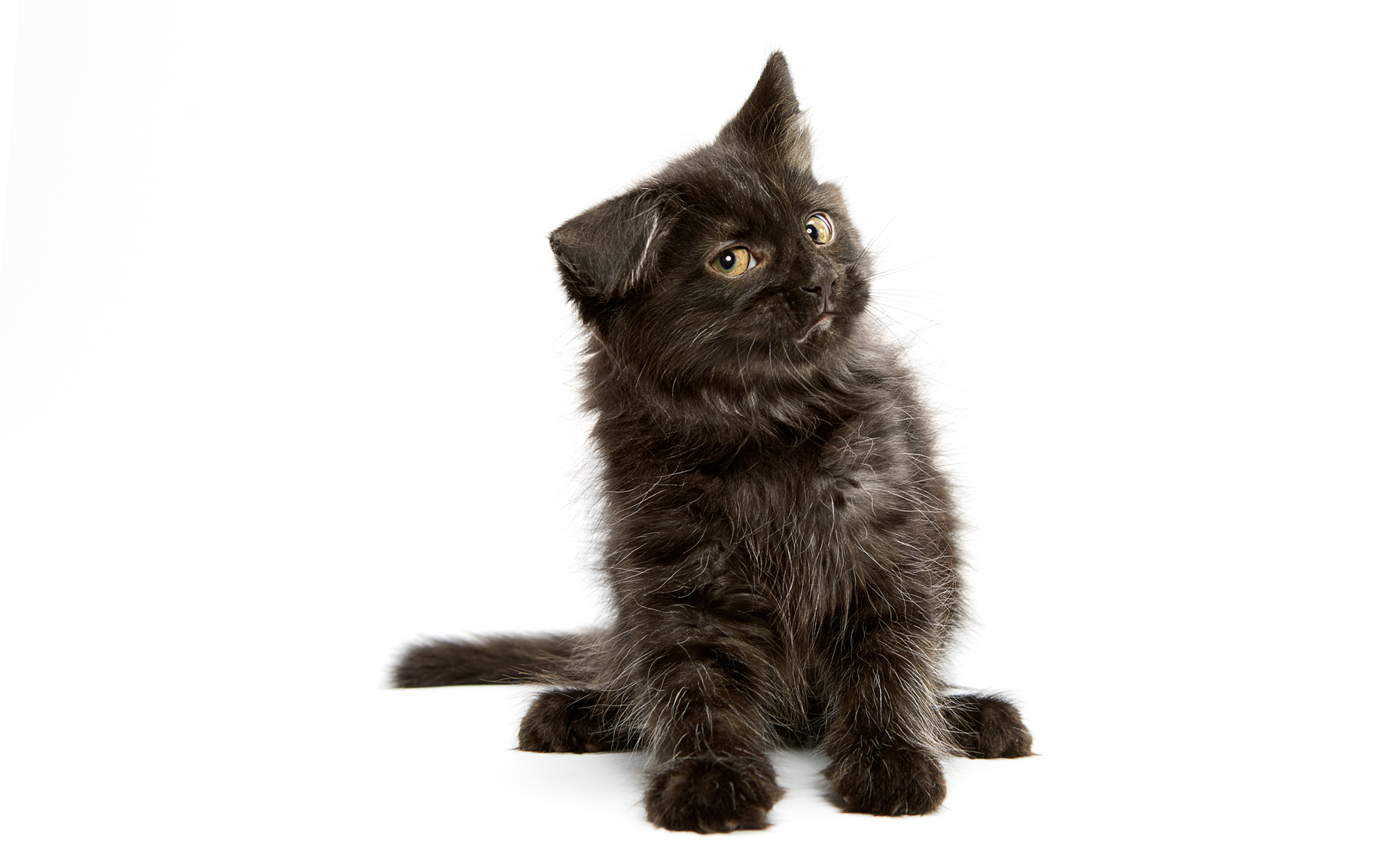 expressive fuzzy black kitten