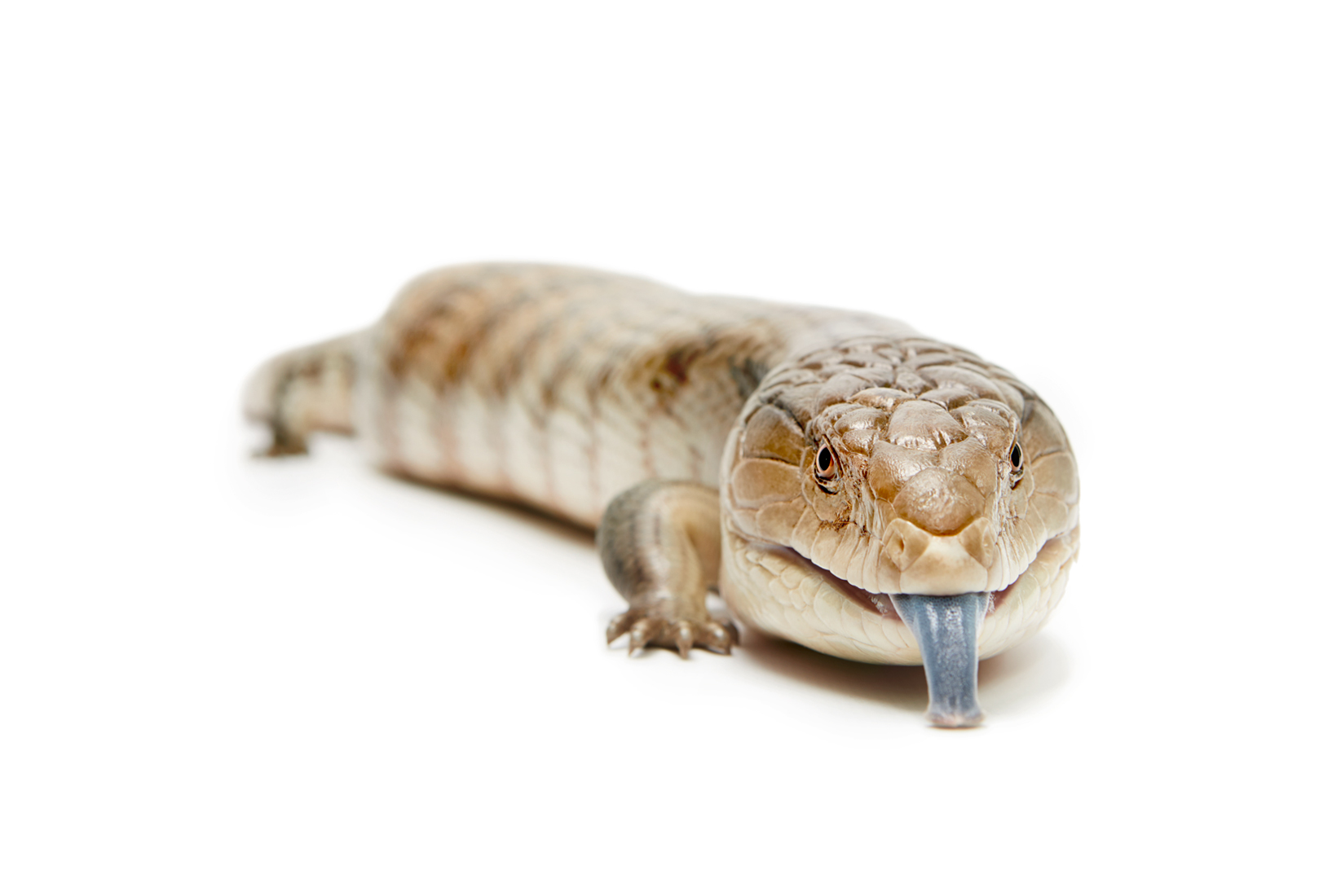 Blue-tongued skinks lizard with tongue out