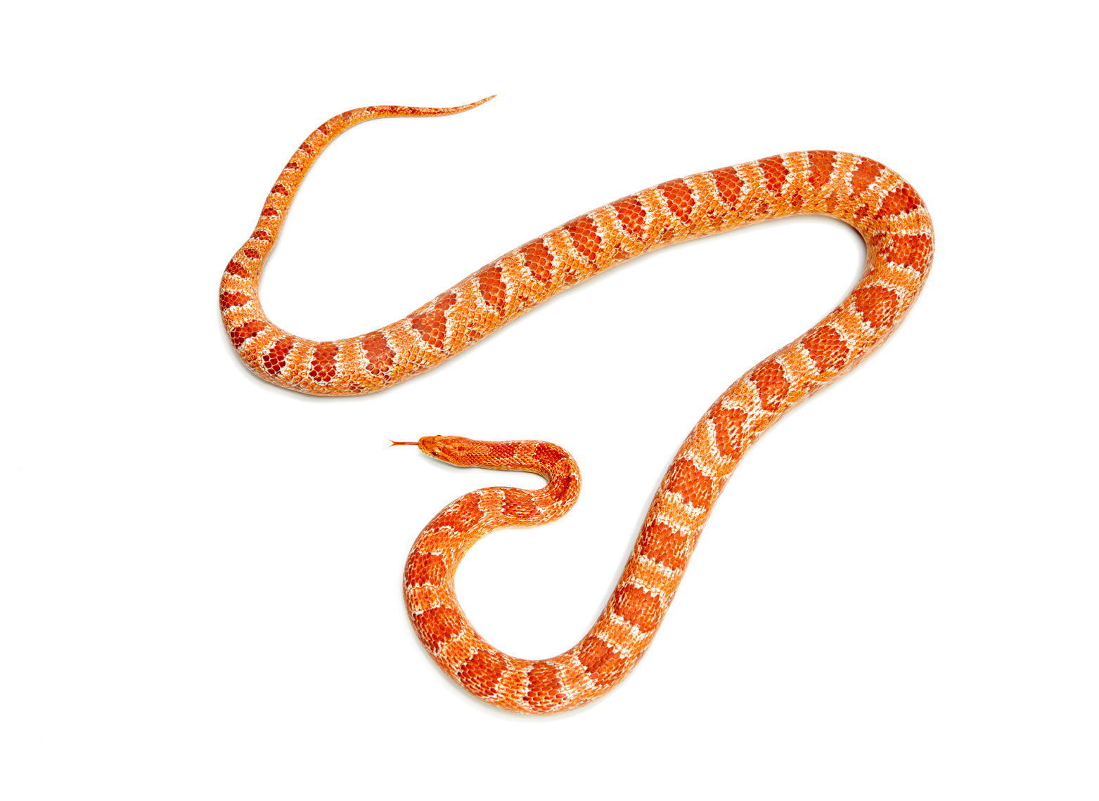 orange and red snake 
