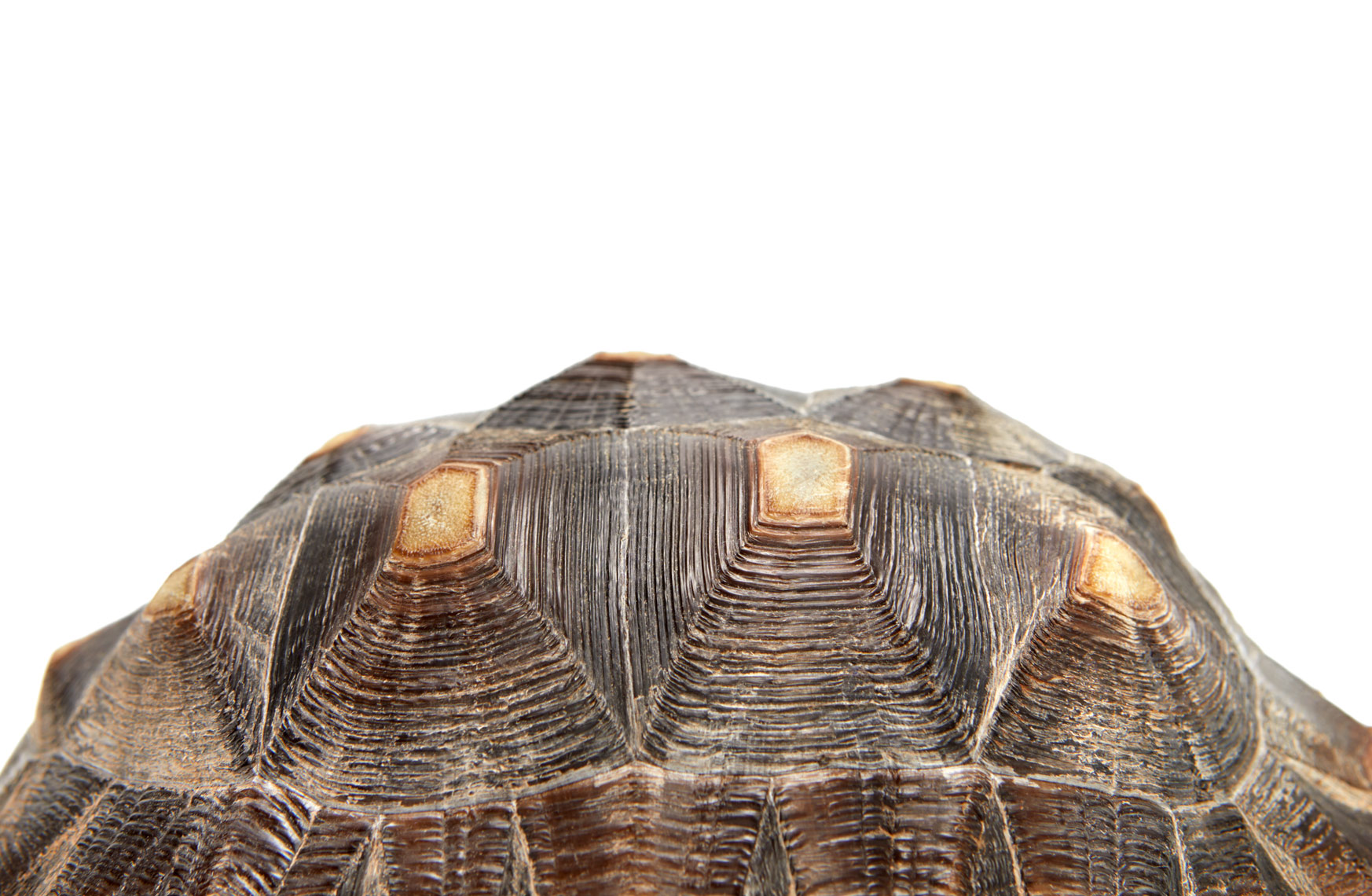 Turtle shell closeup 