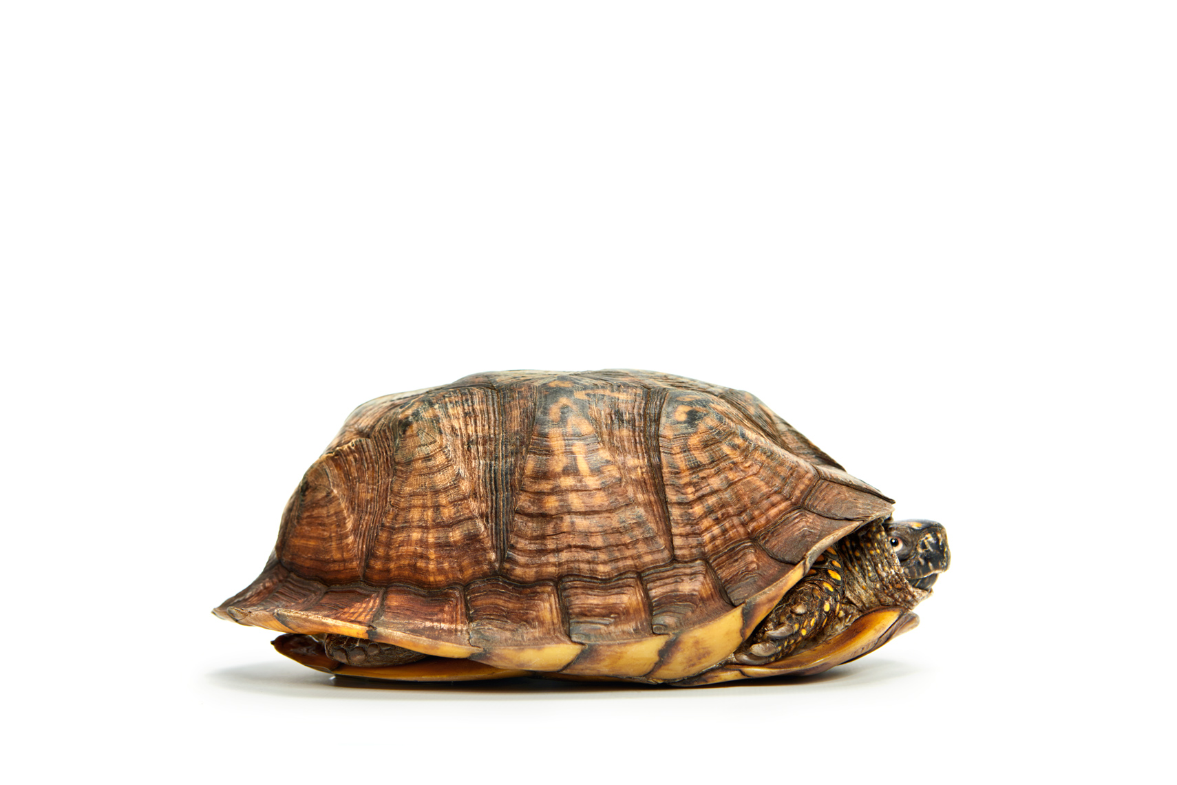 A turtle in shell with head out