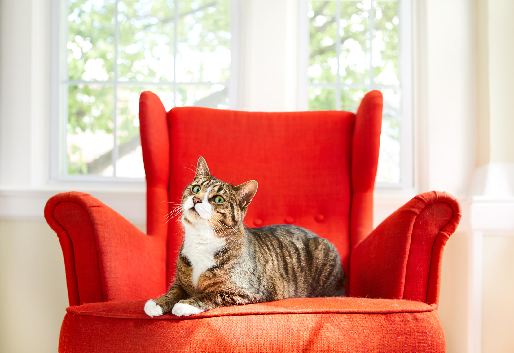 Cat on red chair