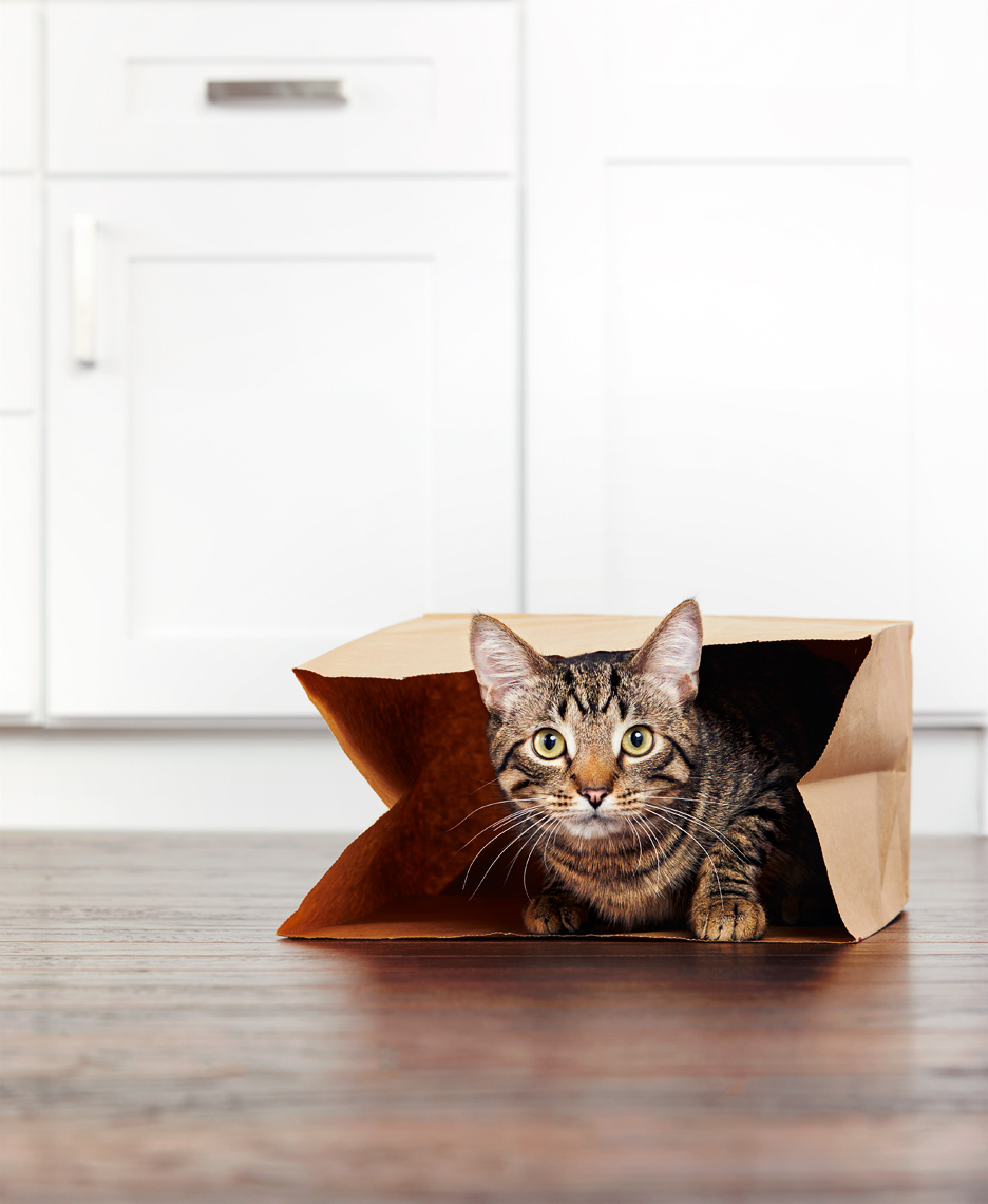 Cat in bag in kitchen