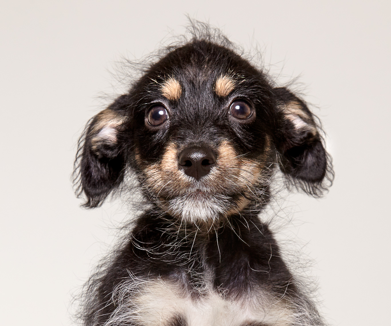Puppy portrait with scruffy hair