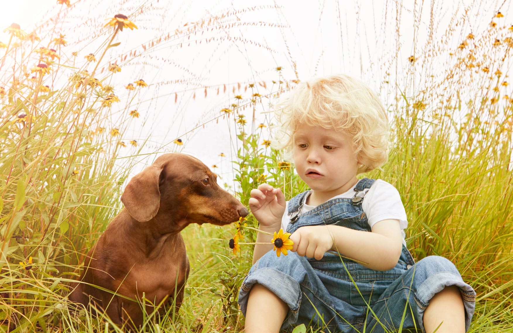 Dachshund smelling flower with boy