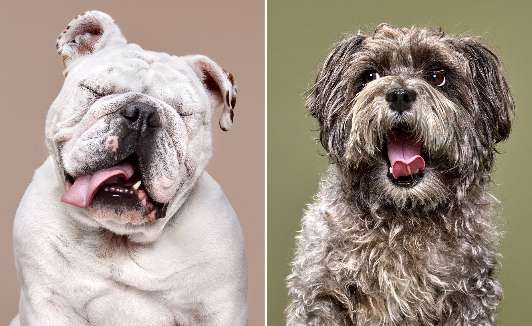 Bulldog laughing and terrier mix portraits