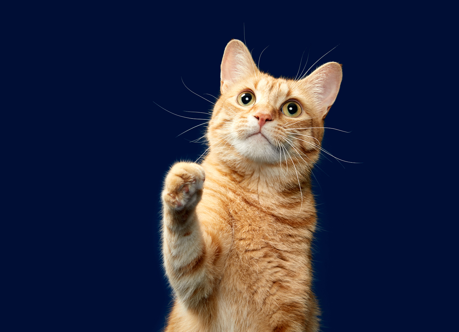 Pawing orange cat