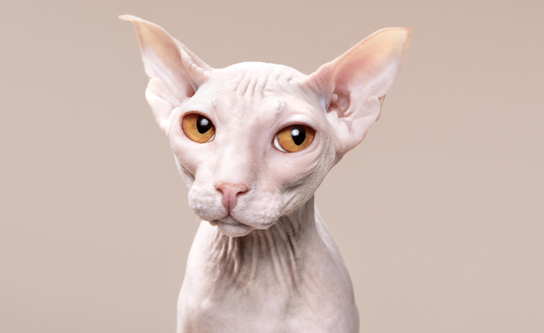 hairless cat portrait