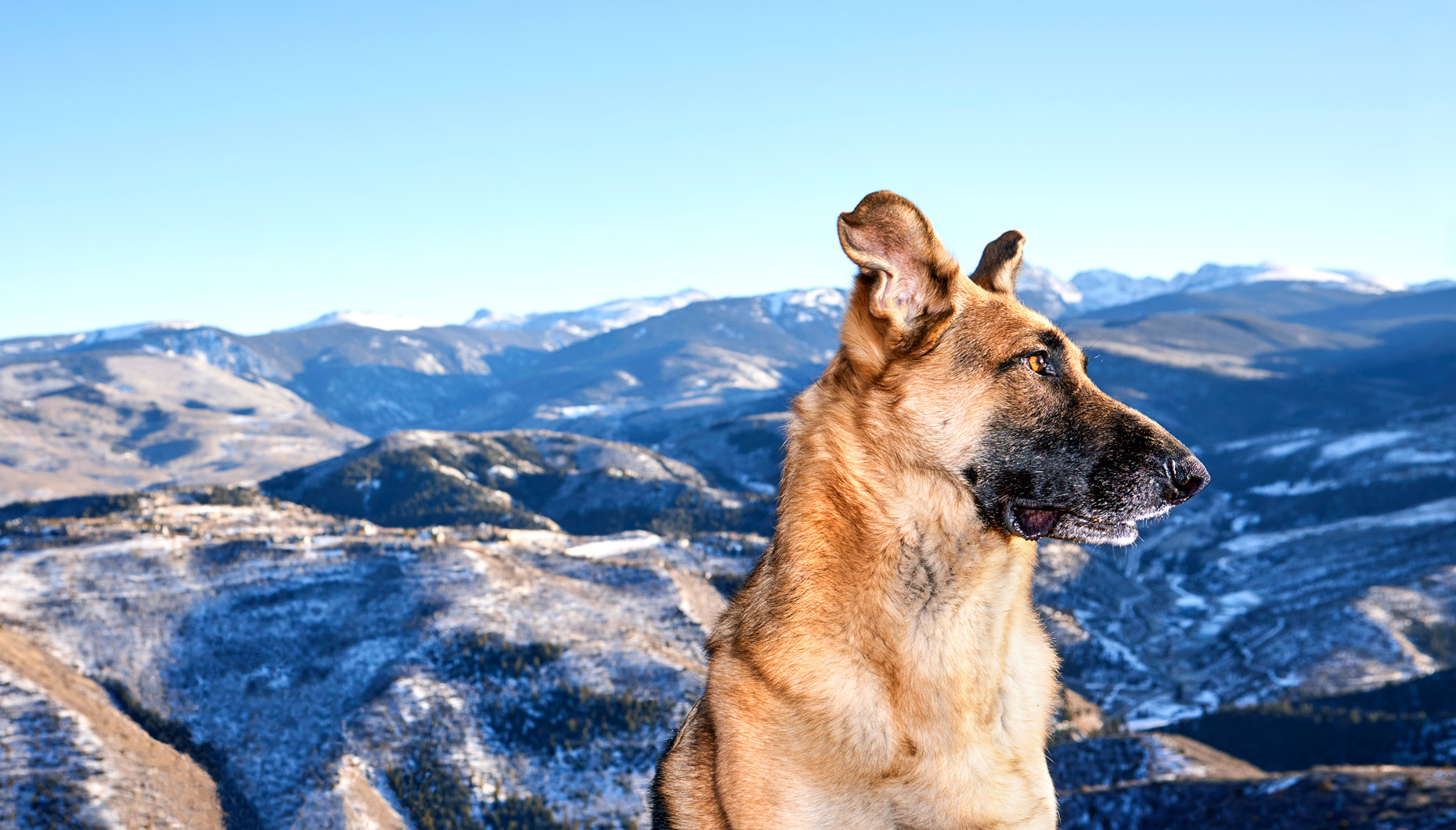 German Shepherd with mountain views
