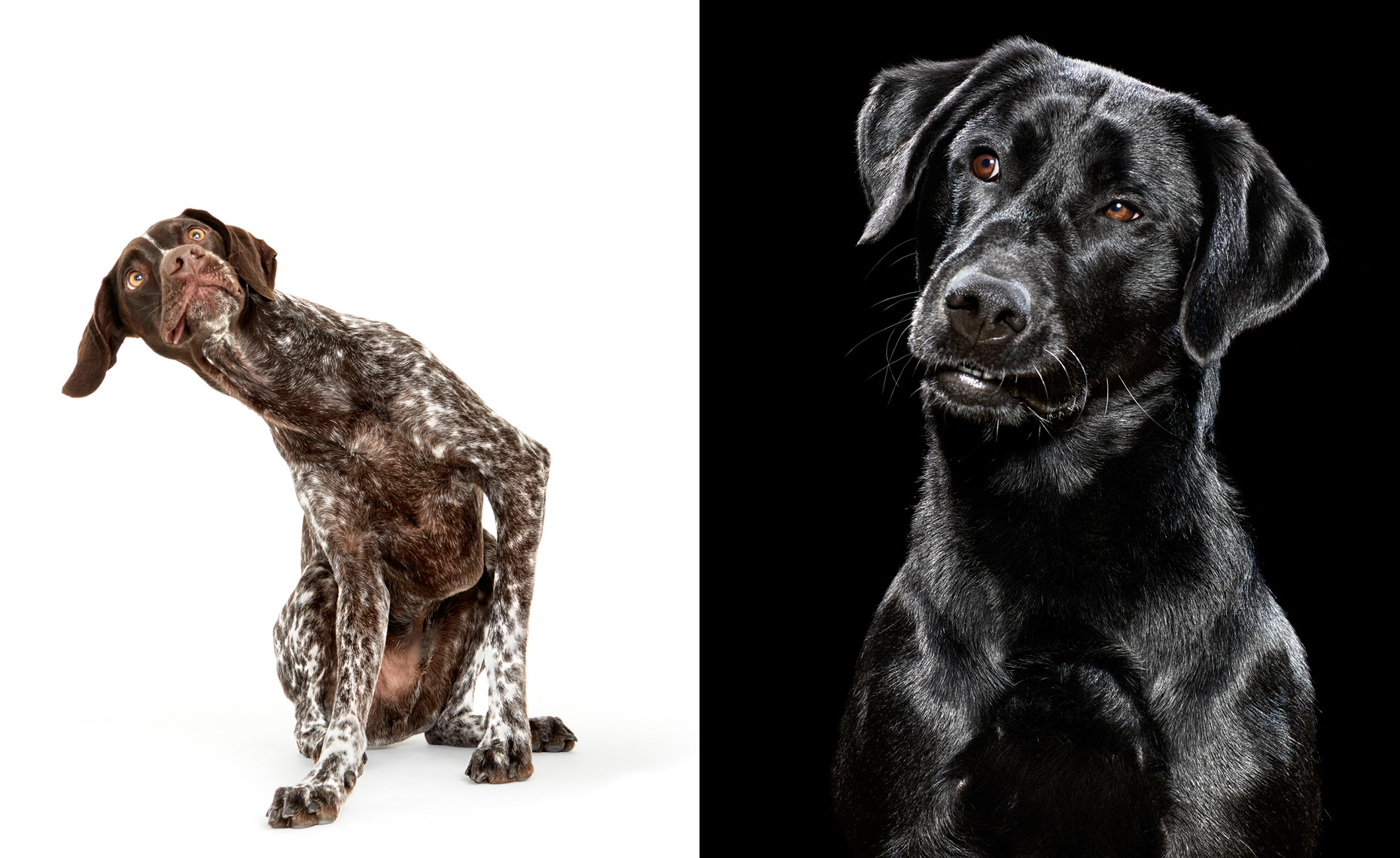 German Shorthair Pointer and black lab portraits