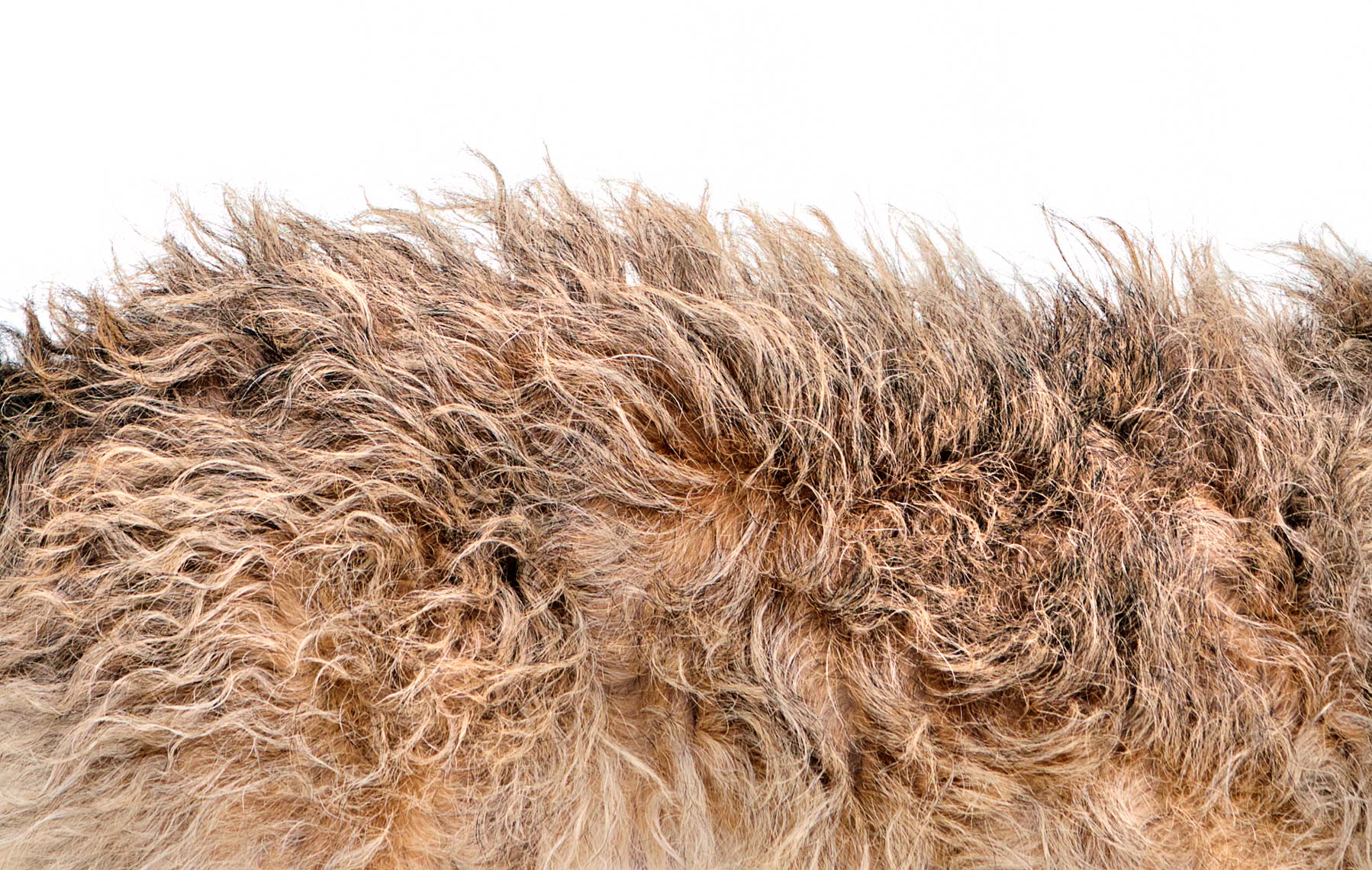 Wire haired fur
