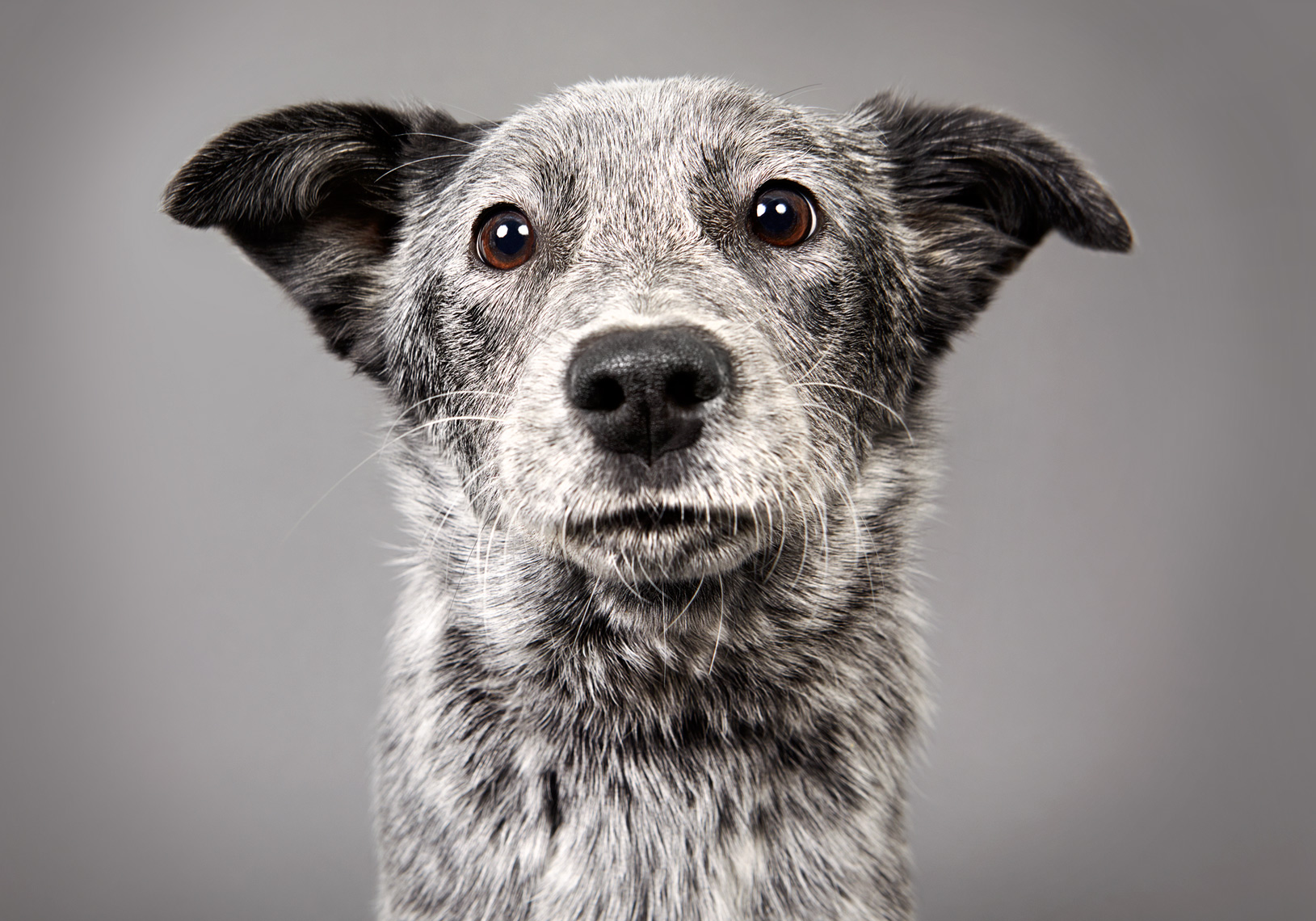 Cattle dog puppy portrait with cute face